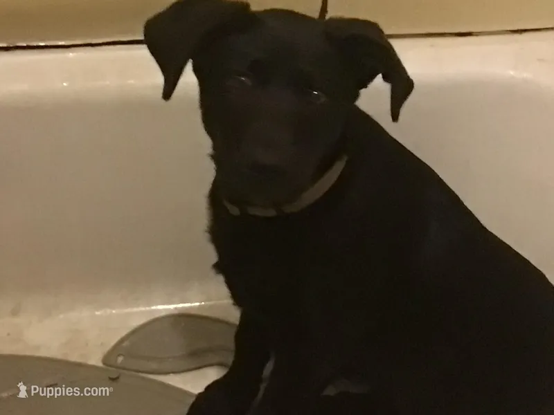 Blue – Labrador Retriever puppy for sale in Homer Glen, IL