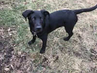 Blue, a male Labrador Retriever for sale in Homer Glen, IL – Photo 3 of 4