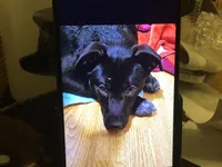 Blue, a male Australian Cattle Dog and Labrador Retriever for sale in Homer Glen, IL – Photo 4 of 8