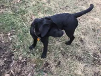 Blue, a male Labrador Retriever for sale in Homer Glen, IL – Photo 4 of 4