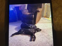 Blue, a male Australian Cattle Dog and Labrador Retriever for sale in Homer Glen, IL – Photo 7 of 8