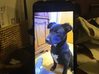 Blue, a male Australian Cattle Dog and Labrador Retriever for sale in Homer Glen, IL – Photo 3 of 8