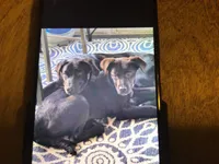 Blue, a male Australian Cattle Dog and Labrador Retriever for sale in Homer Glen, IL – Photo 8 of 8