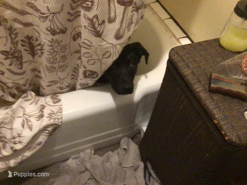 Blue – Australian Cattle Dog, Labrador Retriever puppy for sale in Homer Glen, IL