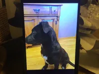 Blue, a male Australian Cattle Dog and Labrador Retriever for sale in Homer Glen, IL – Photo 5 of 8