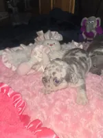 GM1 Lilac Merle Fluffy, a female French Bulldog for sale in Lubbock, TX – 2 of 9