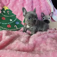 Lilac Tiny Tinsel, a female French Bulldog for sale in Lubbock, TX – Photo 4 of 7