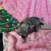Lilac Tiny Tinsel, a female French Bulldog for sale in Lubbock, TX – Photo 2 of 7