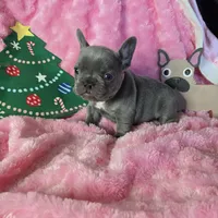 Lilac Tiny Tinsel, a female French Bulldog for sale in Lubbock, TX – Photo 3 of 7
