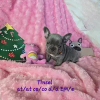 Lilac Tiny Tinsel, a female French Bulldog for sale in Lubbock, TX – Photo 1 of 7