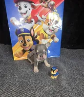 Chase. LILAC  TAN, a male French Bulldog for sale in Lubbock, TX – 2 of 9