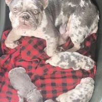 Lilac kiss  Mistletoe (Missy), a female French Bulldog for sale in Lubbock, TX – Photo 5 of 7