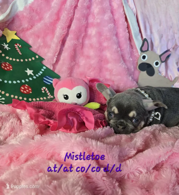 Lilac kiss  Mistletoe