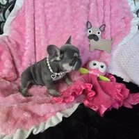 Lilac kiss  Mistletoe (Missy), a female French Bulldog for sale in Lubbock, TX – Photo 3 of 7