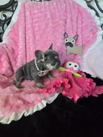 Lilac kiss  Mistletoe, a female French Bulldog for sale in Lubbock, TX – Photo 3 of 7