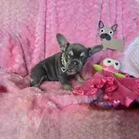 Lilac kiss  Mistletoe (Missy), a female French Bulldog for sale in Lubbock, TX – Photo 2 of 7