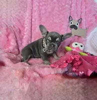 Lilac kiss  Mistletoe, a female French Bulldog for sale in Lubbock, TX – Photo 2 of 7