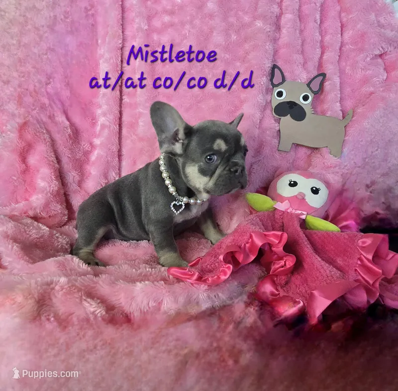 Lilac kiss  Mistletoe