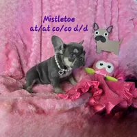 Lilac kiss  Mistletoe (Missy), a female French Bulldog for sale in Lubbock, TX – Photo 1 of 7