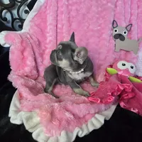 Lilac kiss  Mistletoe (Missy), a female French Bulldog for sale in Lubbock, TX – Photo 4 of 7