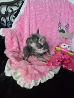 Lilac kiss  Mistletoe, a female French Bulldog for sale in Lubbock, TX – Photo 4 of 7