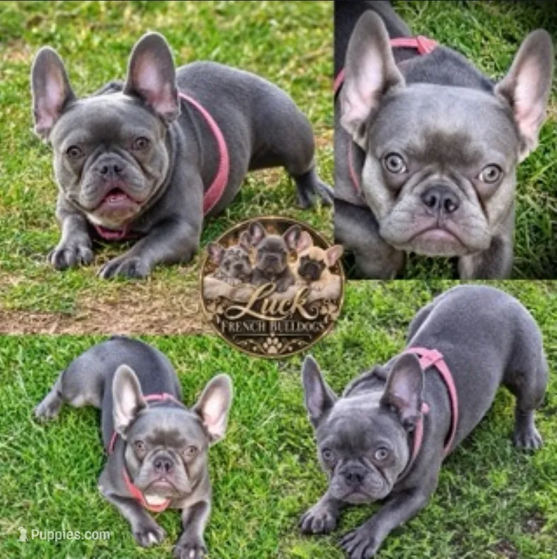 Lilac Tiny Tinsel – French Bulldog puppy for sale in Lubbock, TX