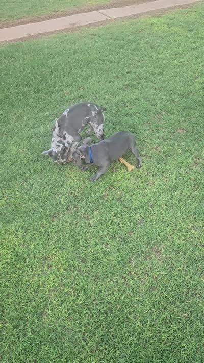 Lilac Tiny Tinsel, a female French Bulldog for sale in Lubbock, TX – 10 of 10