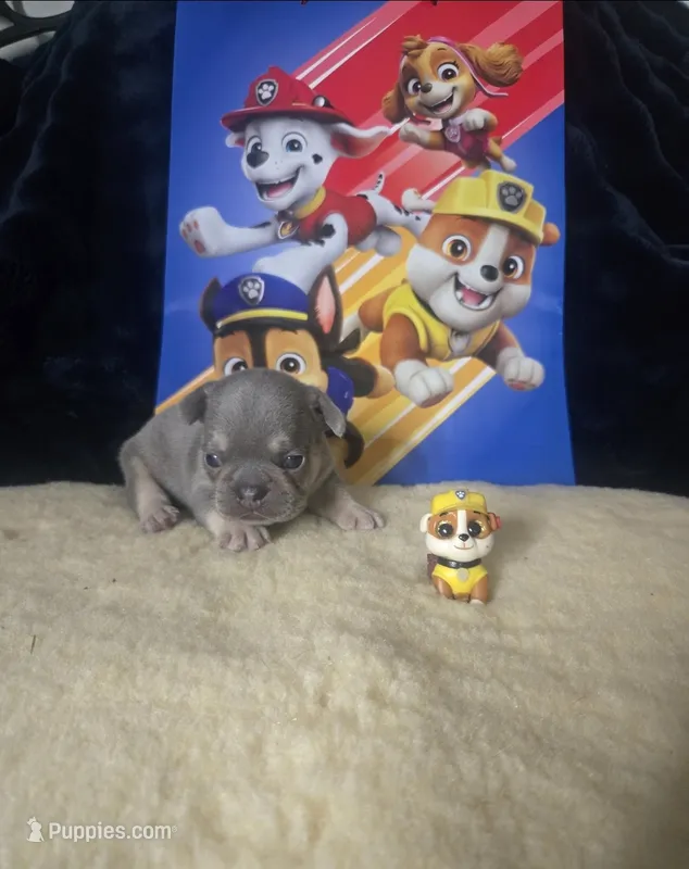 RUBBLE. LILAC TAN – French Bulldog puppy for sale in Lubbock, TX