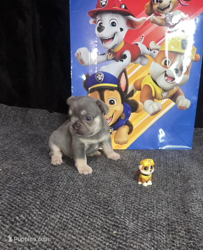 RUBBLE. LILAC TAN – French Bulldog puppy for sale in Lubbock, TX