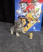 RUBBLE. LILAC TAN boy, a male French Bulldog for sale in Lubbock, TX – 3 of 10