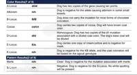 TAZ M2. BL Blk Fawn , a male French Bulldog for sale in Lubbock, TX – 5 of 6