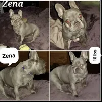 LIlac Cryptid  Merle Tan Brezy, a female French Bulldog for sale in Lubbock, TX – Photo 6 of 8