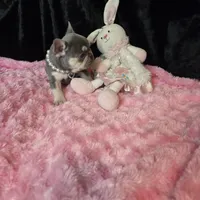 LIlac Cryptid  Merle Tan Brezy, a female French Bulldog for sale in Lubbock, TX – Photo 1 of 8