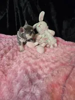 LIlac Cryptid  Merle Tan Brezy, a female French Bulldog for sale in Lubbock, TX – Photo 1 of 8