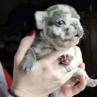 LIlac Cryptid  Merle Tan Brezy, a female French Bulldog for sale in Lubbock, TX – Photo 8 of 8