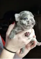 LIlac Cryptid  Merle Tan Brezy, a female French Bulldog for sale in Lubbock, TX – Photo 8 of 8
