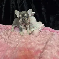 LIlac Cryptid  Merle Tan Brezy, a female French Bulldog for sale in Lubbock, TX – Photo 2 of 8