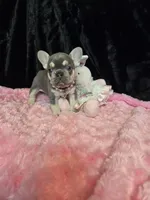 LIlac Cryptid  Merle Tan Brezy, a female French Bulldog for sale in Lubbock, TX – Photo 2 of 8