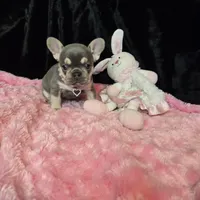 LIlac Cryptid  Merle Tan Brezy, a female French Bulldog for sale in Lubbock, TX – Photo 4 of 8