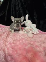 LIlac Cryptid  Merle Tan Brezy, a female French Bulldog for sale in Lubbock, TX – Photo 4 of 8