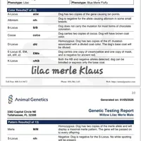 Lilac Merle KLAUS, a male French Bulldog for sale in Lubbock, TX – Photo 7 of 7