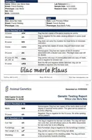 Lilac Merle KLAUS, a male French Bulldog for sale in Lubbock, TX – Photo 7 of 7