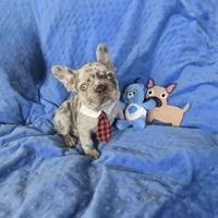 Lilac Merle KLAUS, a male French Bulldog for sale in Lubbock, TX – Photo 4 of 7