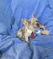 Lilac Merle KLAUS, a male French Bulldog for sale in Lubbock, TX – Photo 2 of 7