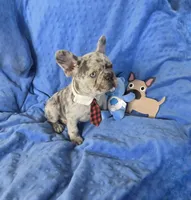 Lilac Merle KLAUS, a male French Bulldog for sale in Lubbock, TX – Photo 3 of 7