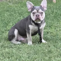 Lilac Merle KLAUS, a male French Bulldog for sale in Lubbock, TX – Photo 6 of 7