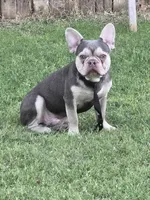 Lilac Merle KLAUS, a male French Bulldog for sale in Lubbock, TX – Photo 6 of 7