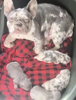 Lilac Merle KLAUS, a male French Bulldog for sale in Lubbock, TX – Photo 5 of 7
