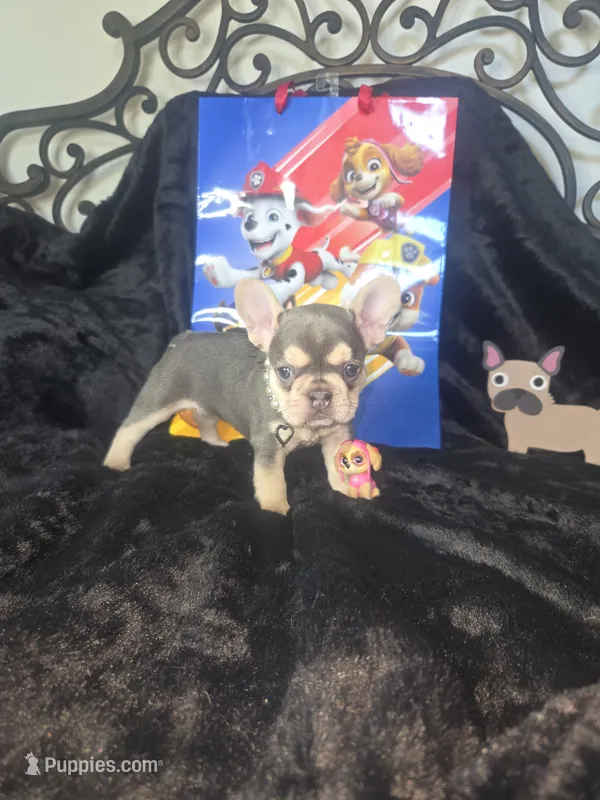 SKYE   Lilac Tan  – French Bulldog puppy for sale in Lubbock, TX