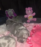 GM2 Lilac Merle Girl, a female French Bulldog for sale in Lubbock, TX – 2 of 8